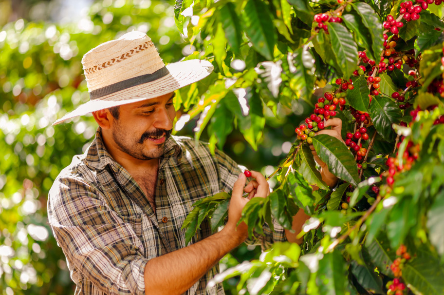 Mann mit Strohhut erntet Kaffee in einem weiten Feld, Fairtrade
