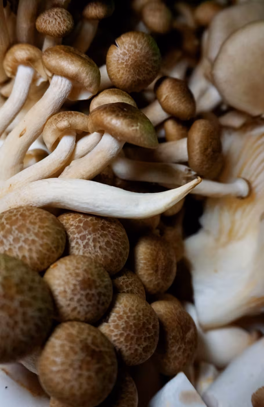 Verschiedene Pilze