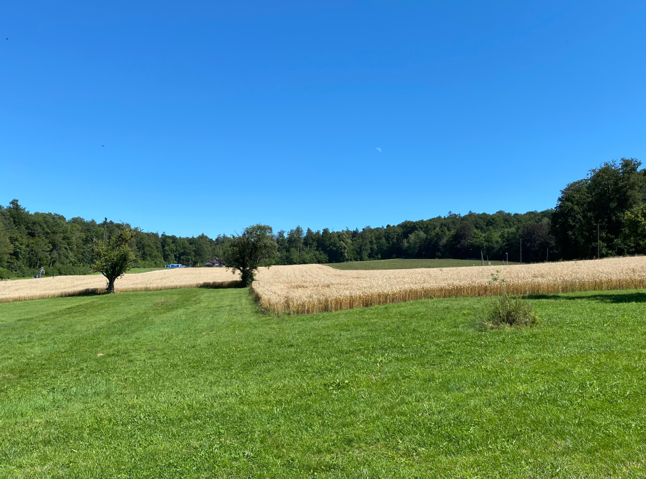 Wiesenflächen mit Bäumen zur regenerativen Landwirtschaft