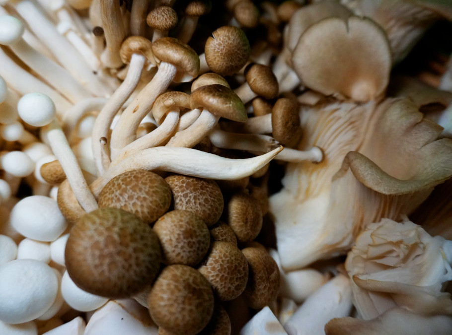 Verschiedene Pilze