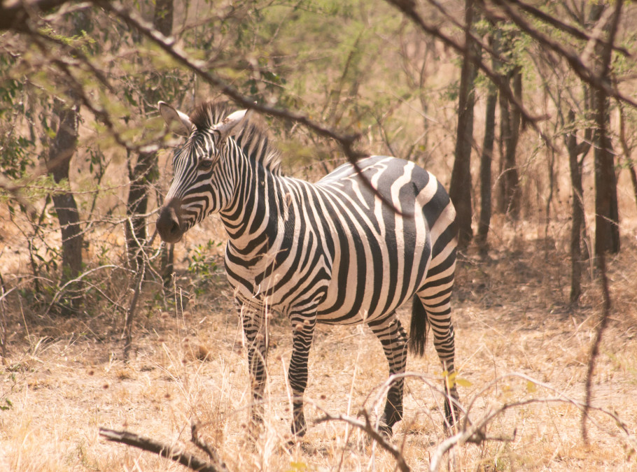 Zebra