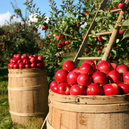 Rote Äpfel in Fässer