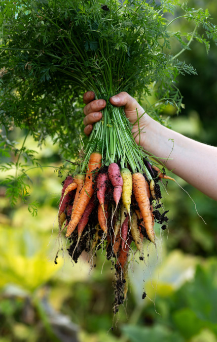 Karotten auf Feld mit Wurzeln